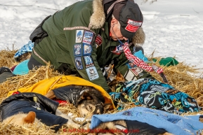 Veterinarian George Stroberg examines dogs in the afternoon headed at the White Mountain checkpoint on Tuesday March 16, 2015 during Iditarod 2015.  (C) Jeff Schultz/SchultzPhoto.com - ALL RIGHTS RESERVED DUPLICATION  PROHIBITED  WITHOUT  PERMISSION