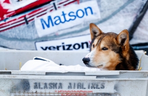 An Aliy Zirkle dog rests in a dog kennel in the dog lot in Nome  during the 2017 Iditarod on Friday March 17, 2017.Photo by Jeff Schultz/SchultzPhoto.com  (C) 2017  ALL RIGHTS RESERVED