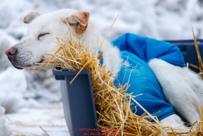 A Larry Daugherty dog rests on straw in a dog kennel in Nome  during the 2017 Iditarod on Friday March 17, 2017.Photo by Jeff Schultz/SchultzPhoto.com  (C) 2017  ALL RIGHTS RESERVED