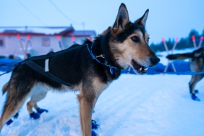 A dog still ready to pull checks in to the Koyuk checkpoint on March 17, 2020.
