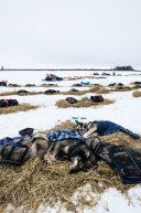Teams resting in White Mountain, just 77 miles from Nome, March 17th, 2020.