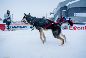 Stil ready to run, Jeff Deeter's dog team is still pulling after crossing the finish line of the Iditarod on March 18, 2020.