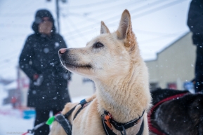 A dog on Kelly Maixner's team remains alert to everything going on around it at the finish line of the Iditarod in Nome, AK on March 18, 2020.