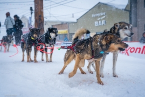 Kelly Maixner's dog team is still ready to go after completing the Iditarod in Nome, AK on March 18, 2020.