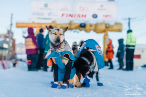 Jessie Royer 2026 Iditarod 12th Place Finisher