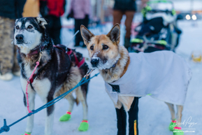 Ryan Redington 2026 Iditarod 13th Place Finisher
