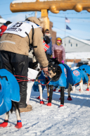 Hanna Lyrek 2026 Iditarod Finisher