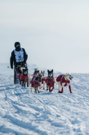 Matt Hall 2026 Iditarod 6th Place Finisher