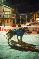 Rookie Tom Frode Johansen, of Furuflaten, Norway Finished in Nome in 19th place in the 2020 Iditarod, March 19th, 2020.