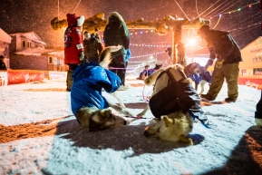 The lead dogs of Tom Frode Johansen dive into the snow face first for a dual post-race snow bath and face scrub after finishing the Iditarod in the early hours of March 19, 2020 (Nome, AK).