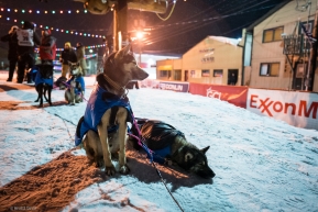 Two dogs get ready to rest after completing the Iditarod in Nome, AK on March 19, 2020.