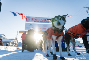 Chad Stoddard 2026 Iditarod 20th Place Finisher - 7
