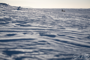 Chad Stoddard 2026 Iditarod Finish