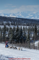 Joan Klejka and team run down the trail on the Denali Highway with the Alaska Range in the background during the start day of the 2015 Junior Iditarod on Sunday March 1, 2015(C) Jeff Schultz/SchultzPhoto.com - ALL RIGHTS RESERVED DUPLICATION  PROHIBITED  WITHOUT  PERMISSION