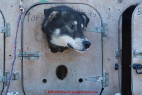 Tori does not get to run on this year's 2015 Junior Iditarod.  on Sunday March 1, 2015.   (C) Jeff Schultz/SchultzPhoto.com - ALL RIGHTS RESERVED DUPLICATION  PROHIBITED  WITHOUT  PERMISSION