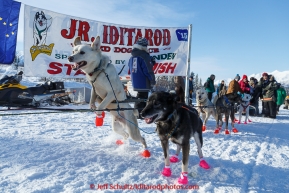 Andrew Nolan's dogs leap at the start of the 2015 Junior Iditarod on the Denali Highway on on Sunday March 1, 2015.(C) Jeff Schultz/SchultzPhoto.com - ALL RIGHTS RESERVED DUPLICATION  PROHIBITED  WITHOUT  PERMISSION