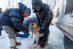 Volunteer Veterinarian Mike Lindeen uses a chip-checker to confirm the identity of a Justin Stielstra dog at the pre-race vet-check for dogs running this year's 2017 Iditarod at Iditarod Headquarters in Wasilla, Alaska.  Wednesday March 1, 2017Photo by Jeff Schultz/SchultzPhoto.com  (C) 2017  ALL RIGHTS RESVERVED