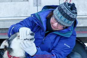 Volunteer Veterinarian Amy Richardson examines the teeth of Enzo, a Laura Neese dog at the pre-race vet-check for dogs running this year's 2017 Iditarod at Iditarod Headquarters in Wasilla, Alaska.  Wednesday March 1, 2017Photo by Jeff Schultz/SchultzPhoto.com  (C) 2017  ALL RIGHTS RESVERVED