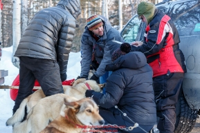Volunteer Veterinarians examine the dogs of Justin Stielstra at the pre-race vet-check for dogs running this year's 2017 Iditarod at Iditarod Headquarters in Wasilla, Alaska.  Wednesday March 1, 2017Photo by Jeff Schultz/SchultzPhoto.com  (C) 2017  ALL RIGHTS RESVERVED