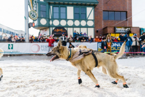 Mille Porsild's Dogs Pull