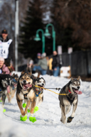 Iditarod 2025 Ceremonial Start | Anchorage, Alaska
