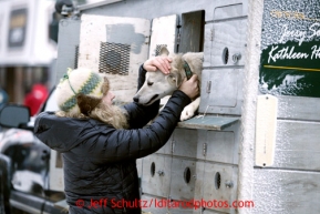 Jerry Sousa's wife Kathleen Holden coaxes a dog from its box prior to the ceremonial start of the Iditarod sled dog race in downtown Anchorage Saturday, March 2, 2013. Photo (C) Jeff Schultz/IditarodPhotos.com  Do not reproduce without permission