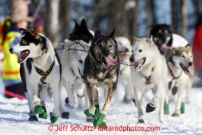 Jerry Sousa's lead dogs on the trail during the ceremonial start of the Iditarod sled dog race Anchorage Saturday, March 2, 2013. Photo (C) Jeff Schultz/IditarodPhotos.com  Do not reproduce without permission