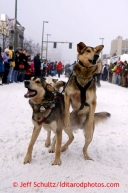 Junior Iditarod champion Noah Pereira's lead dog jumps in anticipation of leaving the start during the ceremonial start of the Iditarod sled dog race in downtown Anchorage Saturday, March 2, 2013. Photo (C) Jeff Schultz/IditarodPhotos.com  Do not reproduce without permission