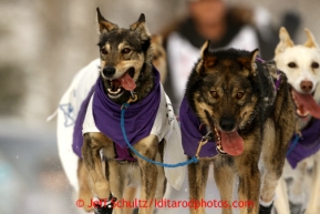 Ceremonial start of the Iditarod sled dog race Anchorage Saturday, March 2, 2013. Photo (C) Jeff Schultz/IditarodPhotos.com  Do not reproduce without permission