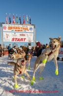 Iditarod 2014 Restart