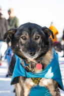 2026 Iditarod Finisher