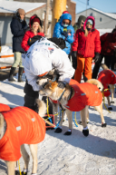 2026 Iditarod Finisher