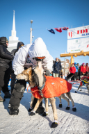 2026 Iditarod Finisher