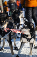 2026 Iditarod Finisher