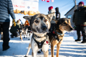 2026 Iditarod Finisher