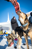 2026 Iditarod Finisher