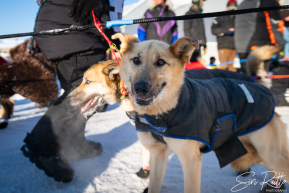 2026 Iditarod Finisher