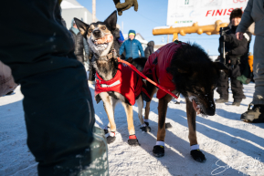 2026 Iditarod Finisher