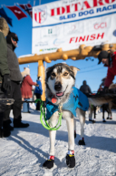2026 Iditarod Finisher