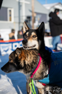 2026 Iditarod Finisher