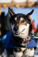 2026 Iditarod Finisher