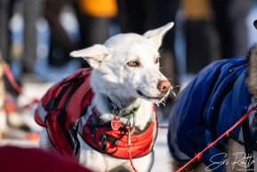 2026 Iditarod Finisher