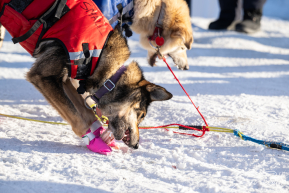 2026 Iditarod Finisher