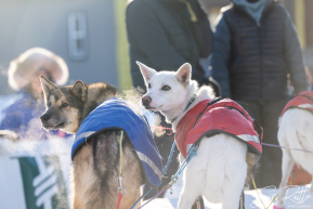 2026 Iditarod Finisher