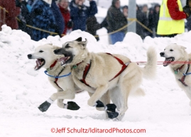 Saturday, March 3, 2012 Paul Gebhart dogs run with gusto during the Ceremonial Start of Iditarod 2012 in Anchorage, Alaska.