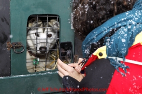 Saturday, March 3, 2012  Maria Balsamo of Seattle, WA, took pictures of Anjanette Steer's dogs at the Ceremonial Start of Iditarod 2012 in downtown Anchorage, Alaska.