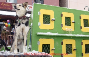 Saturday, March 3, 2012  Silvia Furtwangler's dogs scope out the Fourth Avenue scene prior to the Ceremonial Start of Iditarod 2012 in downtown Anchorage, Alaska.