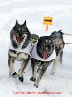 Saturday, March 3, 2012  Michael Williams, Jr.'s dog team charges ahead near Goose Lake during the Ceremonial Start of Iditarod 2012 in Anchorage, Alaska.