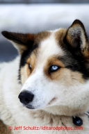 An Iditarod dog at restart of the Iditarod sled dog race in Willow, Alaska Sunday, March 3, 2013.