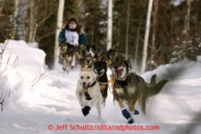 Jodi Bailey on the trail after leaving the restart of the Iditarod sled dog race in Willow, Alaska Sunday, March 3, 2013.